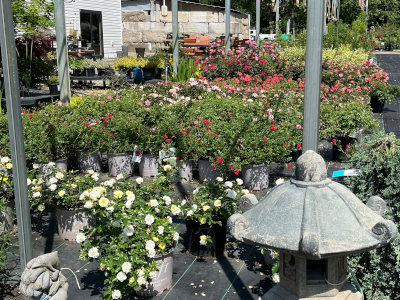 hanging flower baskets